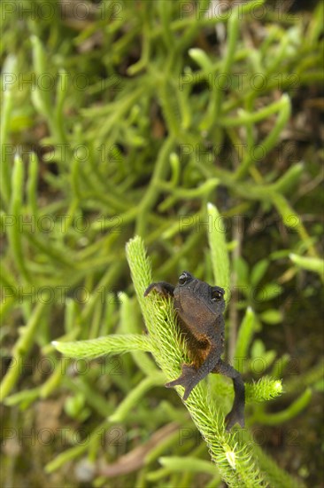 Beaked toad