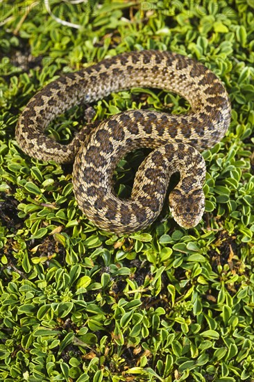 Meadow viper