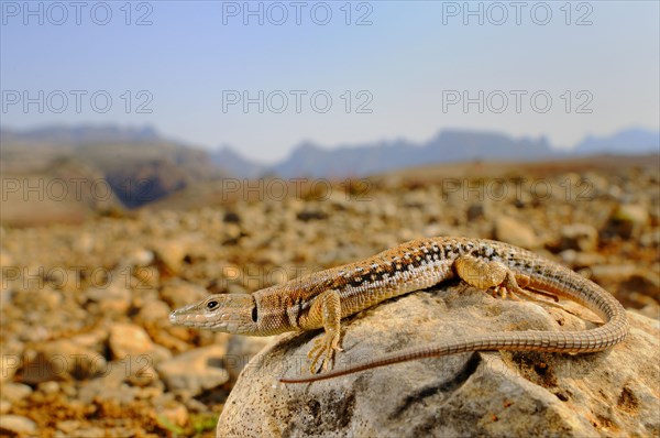 Socotran Wall Lizard