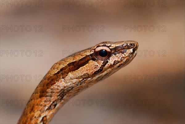 Common Big-eyed Snake