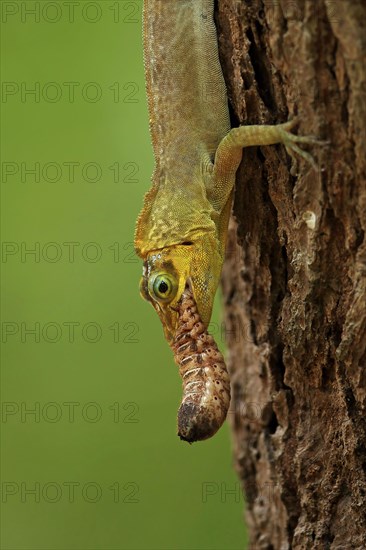 Richard's Anole