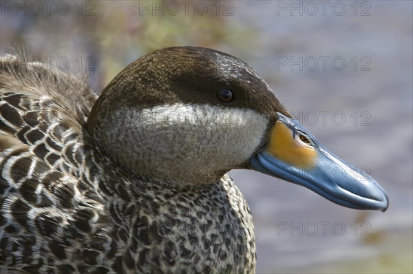 Common Scoter