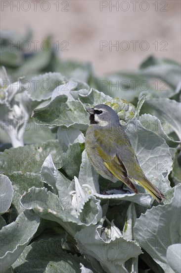 Black Throated Finch