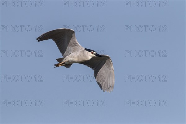 Night Heron with Black Crown Flying at Lake Kerkini Northern Greece