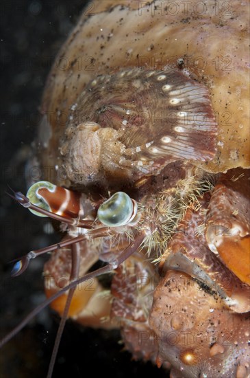 Anemone hermit crab