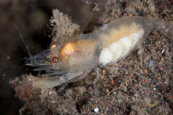 Deman's Snapping Shrimp