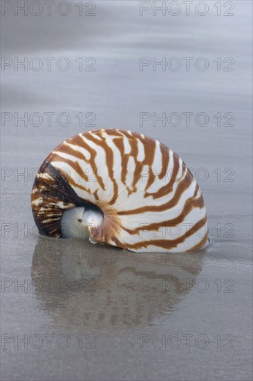 Chambered Nautilus