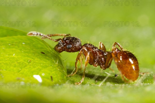 Red garden ant