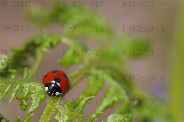 Adult seven-spott ladybird