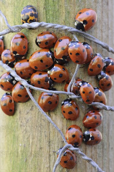 Seven-spot Ladybird