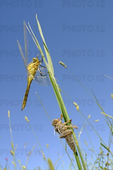 Black-tailed skimmer