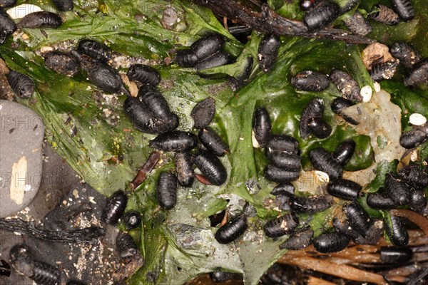 Pupae of the kelp fly