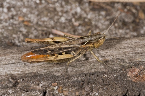 Heath grasshopper