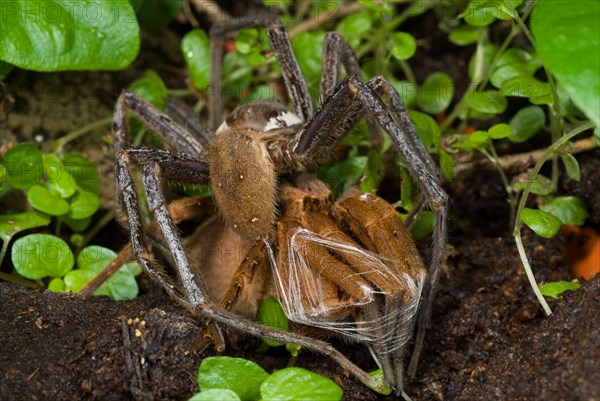 Giant Fishing Spider