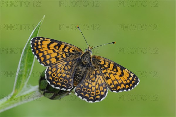 Plantain Fritillary