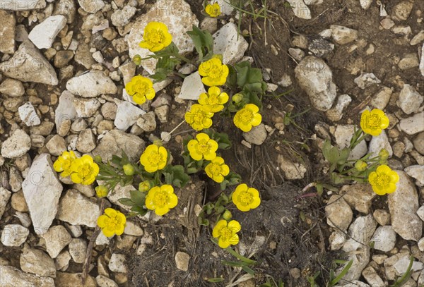 Hybrid Buttercup