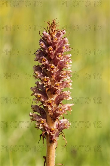 Knapweed Broomrape