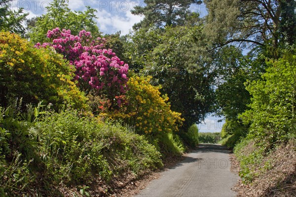 Cultivated Rhododendron