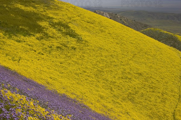 View of measures of wildflowers