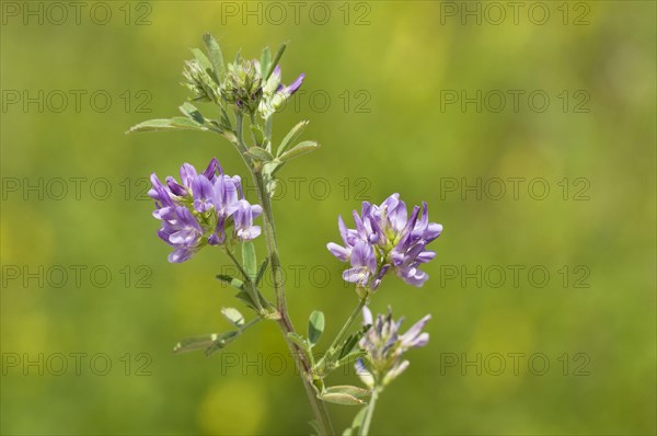 Alfalfa