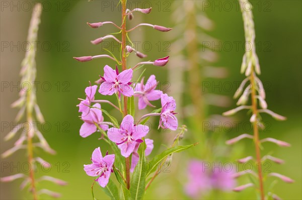 Chamerion angustifolium