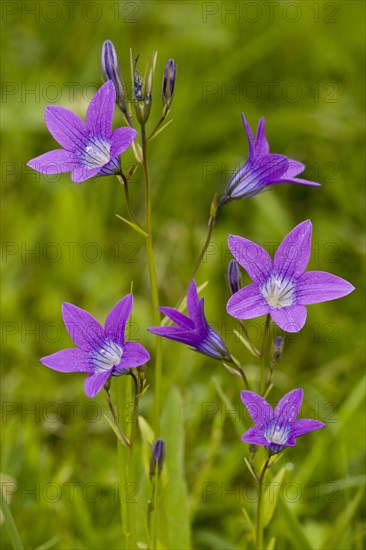 Spreading bellflower