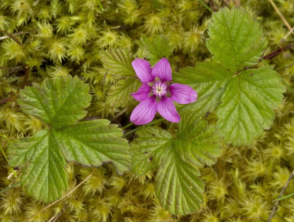 Arctic raspberry