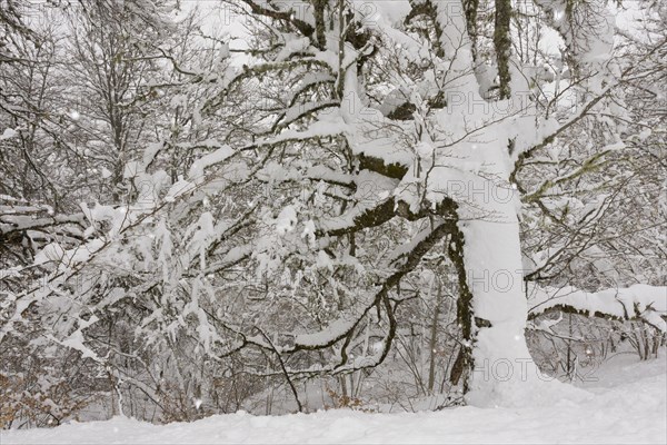 Common common beech