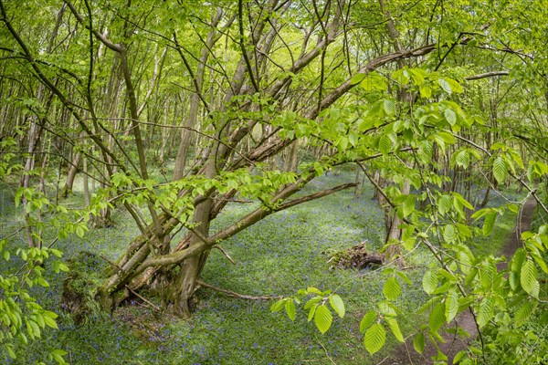 Common european hornbeam