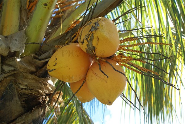 Coconut Palm