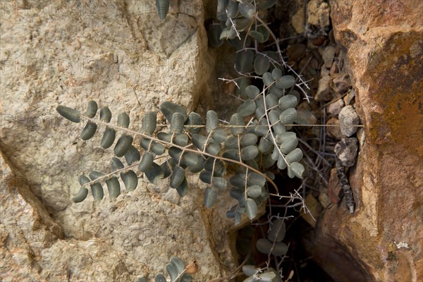 Small-leaf False Cloak Fern