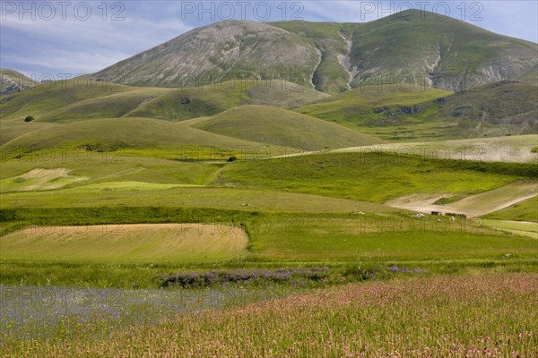 View of flowery strip fields