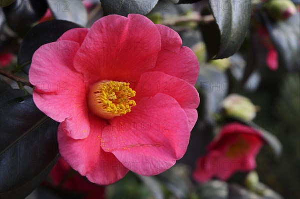 Japanese camellia