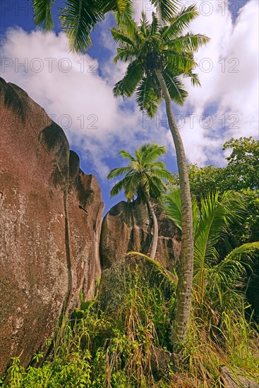 Palm trees and granite rocks on the dream beach Source d'Argent