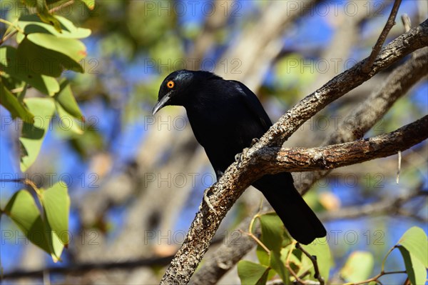 Glossy starling