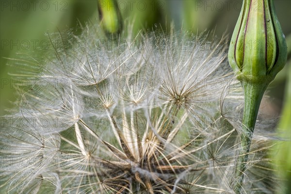 Midday flower