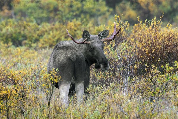 Elk