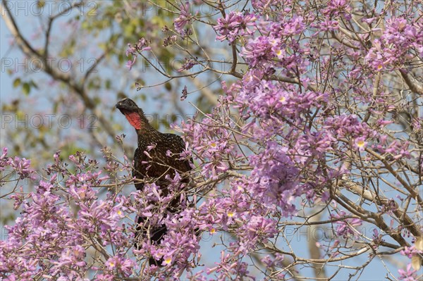 Chestnut-bellied guan