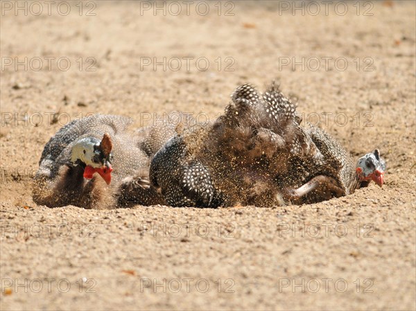 Helmeted guineafowl