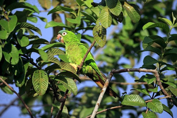 Sharp-tailed Parakeet