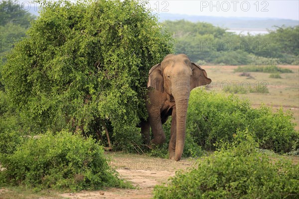 Sri lankan elephant