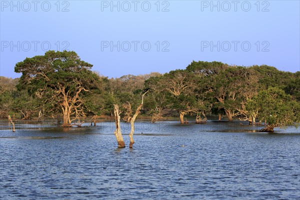 Landscape in Yala National Park Trees in the water