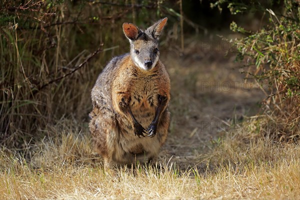 Tammar wallaby