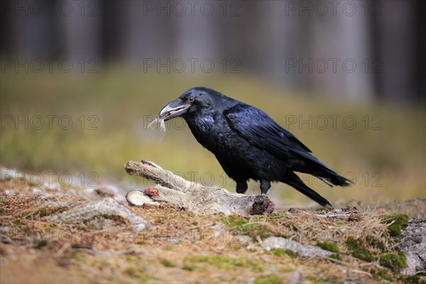 Common raven