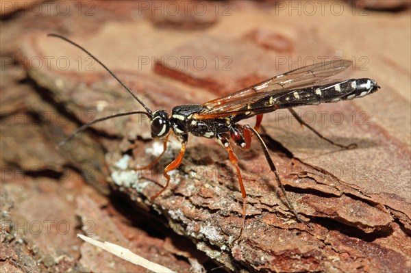 Wood wasp