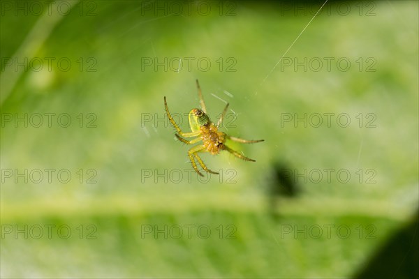 Cucumber green spider