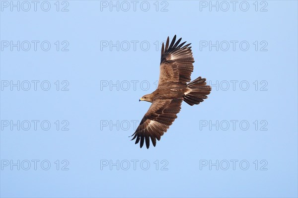 Lesser Spotted Eagle