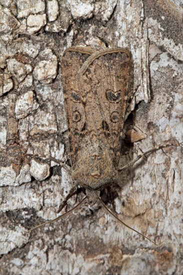 Turnip weed moth