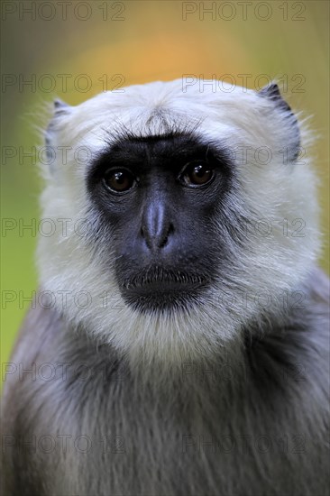 Northern plains gray langur