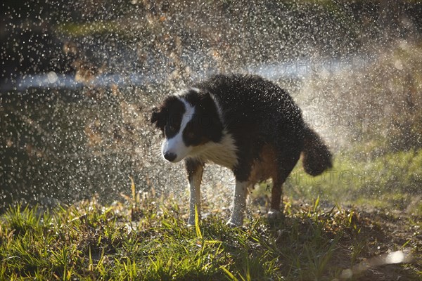 Australian Shepherd